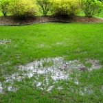 Waterlogged lawn with puddles, green grass, and shrubbery; related to B&L Plumbing septic system education.